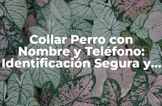 Collar Perro con Nombre y Teléfono: Identificación Segura y Estilosa