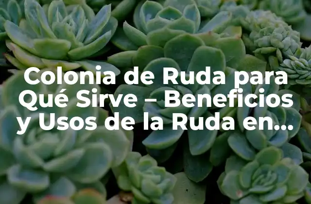 Colonia de Ruda para Qué Sirve – Beneficios y Usos de la Ruda en Perfumería