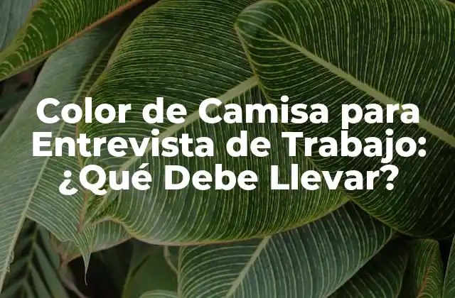 Color de Camisa para Entrevista de Trabajo: ¿qué Debe Llevar?