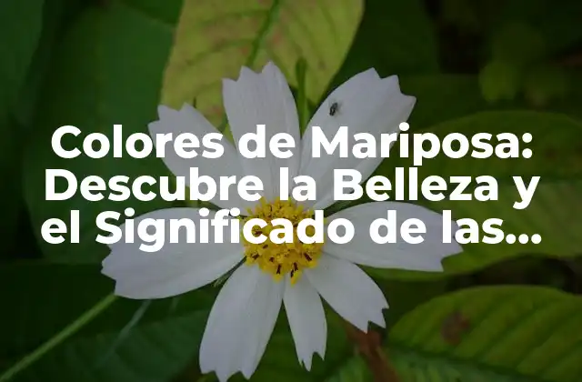 Colores de Mariposa: Descubre la Belleza y el Significado de las Escamas de las Mariposas