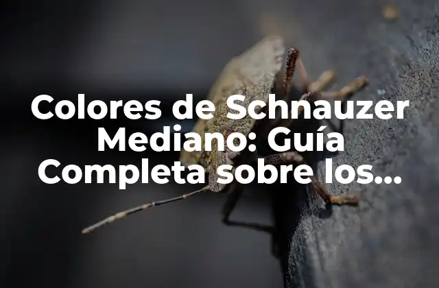 Colores de Schnauzer Mediano: Guía Completa sobre los Patrones de Pelo de Esta Raza Canina
