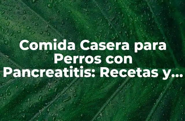 Comida Casera para Perros con Pancreatitis: Recetas y Consejos