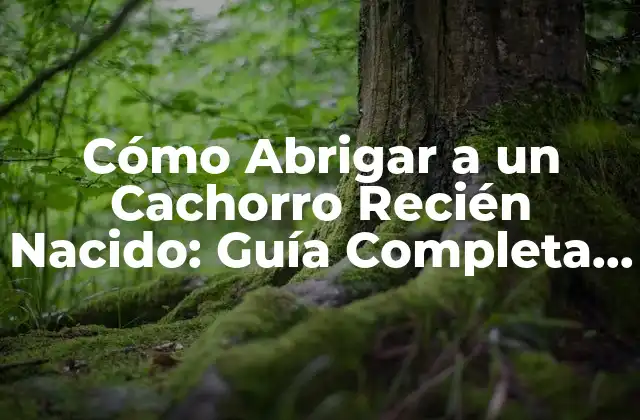 Cómo Abrigar a un Cachorro Recién Nacido: Guía Completa para Padres de Perros Principiantes
