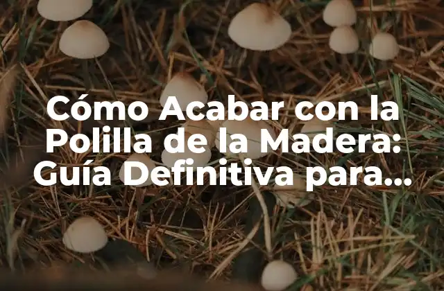 Cómo Acabar con la Polilla de la Madera: Guía Definitiva para Eliminar Este Problema