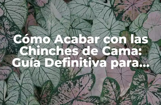 ¿Qué son las Chinches de Cama?