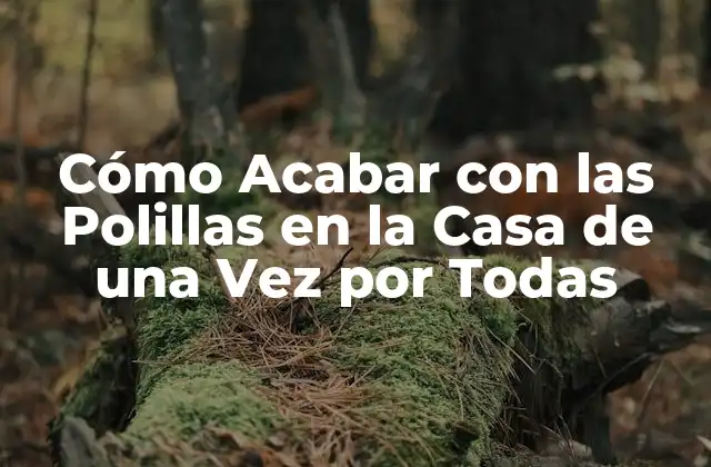 Cómo Acabar con las Polillas en la Casa de una Vez por Todas