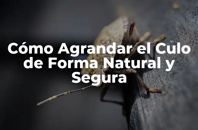 Cómo Agrandar el Culo de Forma Natural y Segura 2 Entendiendo la Anatomía del Glúteo