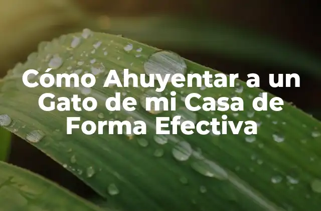 Identificar por qué el gato está en tu casa