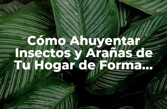Cómo Ahuyentar Insectos y Arañas de Tu Hogar de Forma Efectiva