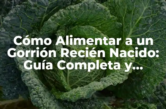 Cómo Alimentar a un Gorrión Recién Nacido: Guía Completa y Detallada