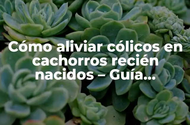 Cómo Aliviar Cólicos en Cachorros Recién Nacidos – Guía Completa
