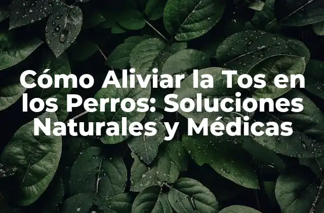 Cómo Aliviar la Tos en los Perros: Soluciones Naturales y Médicas