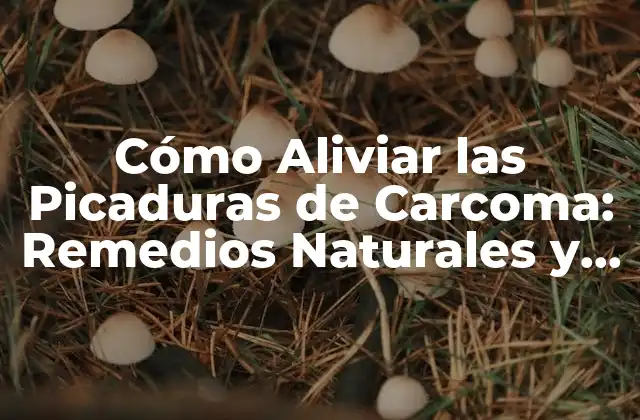 Cómo Aliviar las Picaduras de Carcoma: Remedios Naturales y Consejos