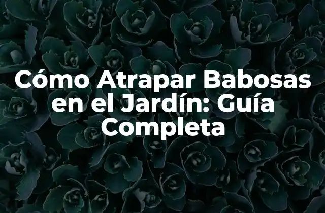 Cómo Atrapar Babosas en el Jardín: Guía Completa