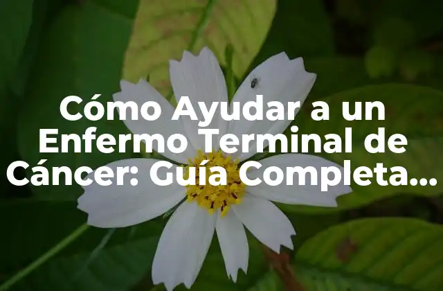 Cómo Ayudar a un Enfermo Terminal de Cáncer: Guía Completa para Familiares y Cuidadores