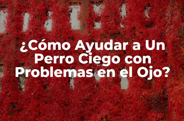 ¿cómo Ayudar a un Perro Ciego con Problemas en el Ojo? 2 Causas de la Ceguera en Perros