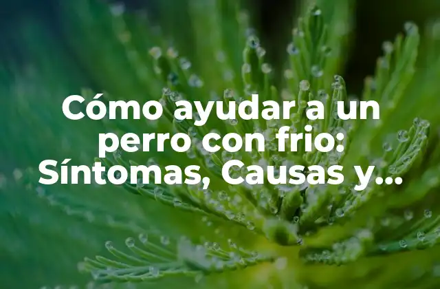 Cómo Ayudar a un Perro con Frio: Síntomas, Causas y Tratamientos