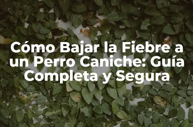 Cómo Bajar la Fiebre a un Perro Caniche: Guía Completa y Segura