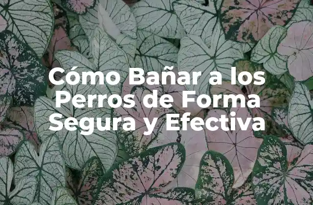 Cómo Bañar a los Perros de Forma Segura y Efectiva