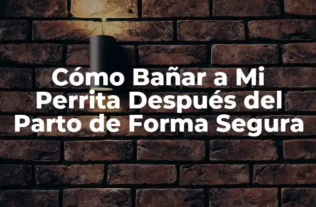 Cómo Bañar a Mi Perrita Después Del Parto de Forma Segura