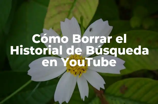 Cómo Borrar el Historial de Búsqueda en Youtube