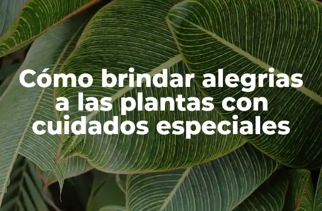Cómo Brindar Alegrias a las Plantas con Cuidados Especiales