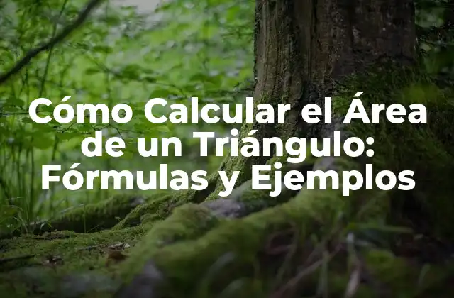 Cómo Calcular el Área de un Triángulo: Fórmulas y Ejemplos