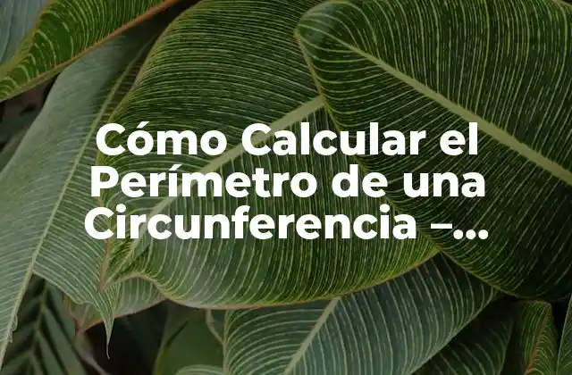 Cómo Calcular el Perímetro de una Circunferencia – Fórmula y Ejemplos