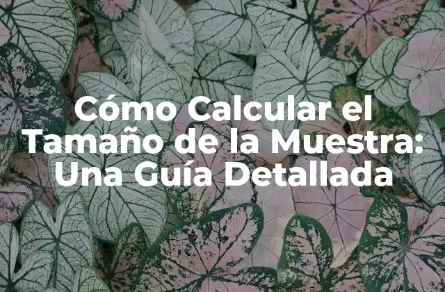 Cómo Calcular el Tamaño de la Muestra: una Guía Detallada