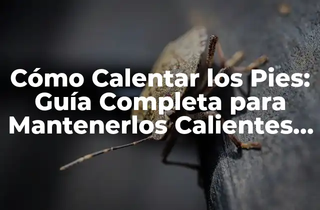 Cómo Calentar los Pies: Guía Completa para Mantenerlos Calientes y Saludables