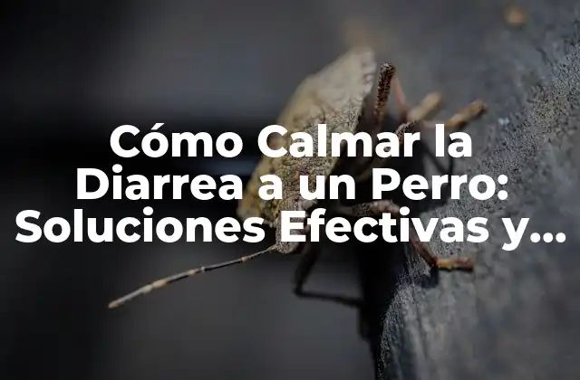 Cómo Calmar la Diarrea a un Perro: Soluciones Efectivas y Consejos