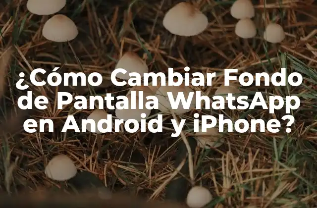 ¿cómo Cambiar Fondo de Pantalla Whatsapp en Android y Iphone?