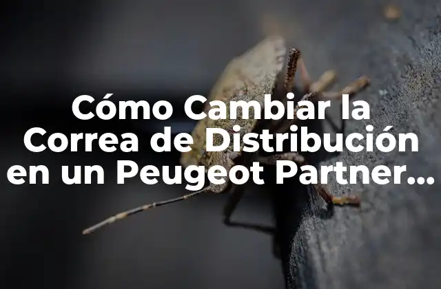 Cómo Cambiar la Correa de Distribución en un Peugeot Partner 1.6 Hdi en 100.000 Kilómetros