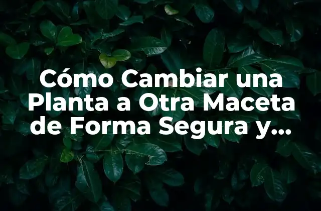 Cómo Cambiar una Planta a Otra Maceta de Forma Segura y Exitosa
