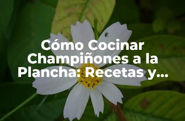 Beneficios Nutricionales de los Champiñones