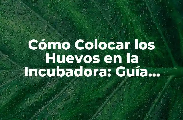 Cómo Colocar los Huevos en la Incubadora: Guía Detallada para Éxito