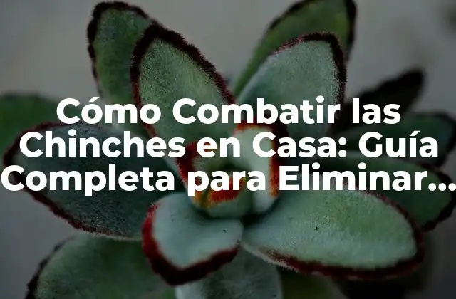 Cómo Combatir las Chinches en Casa: Guía Completa para Eliminar la Infestación