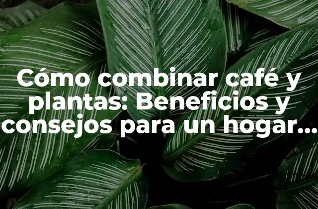 Cómo Combinar Café y Plantas: Beneficios y Consejos para un Hogar Saludable y Aromático