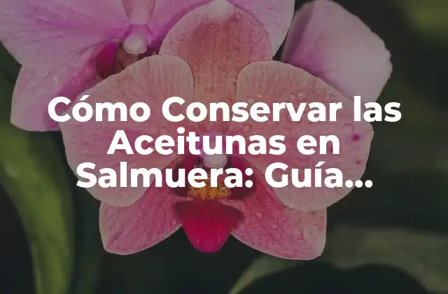 Preparación de las Aceitunas para la Conservación en Salmuera