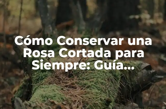 Cómo Conservar una Rosa Cortada para Siempre: Guía Definitiva