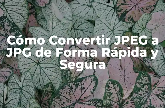 Cómo Convertir Jpeg a Jpg de Forma Rápida y Segura 2 ¿Por Qué Debemos Convertir JPEG a JPG?