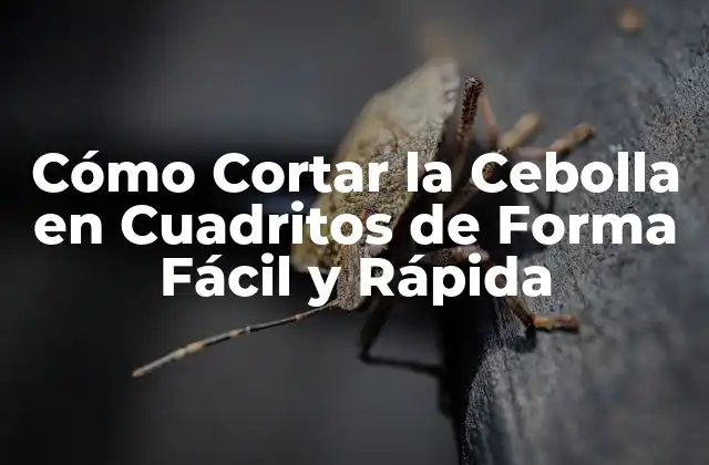 Cómo Cortar la Cebolla en Cuadritos de Forma Fácil y Rápida 2 ¿Por qué es Importante Cortar la Cebolla en Cuadritos?