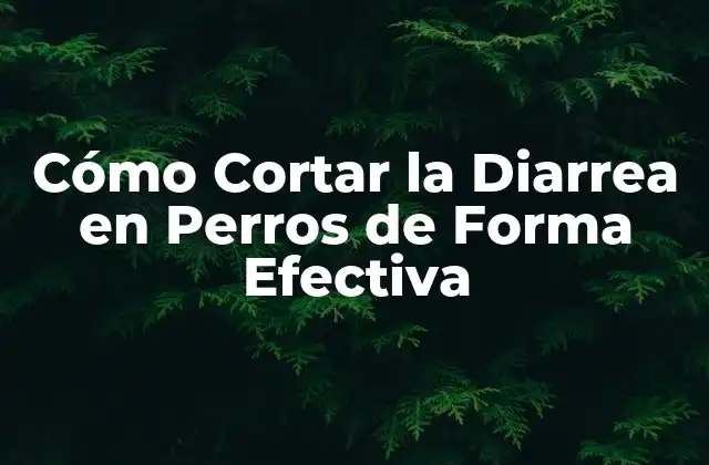 Cómo Cortar la Diarrea en Perros de Forma Efectiva