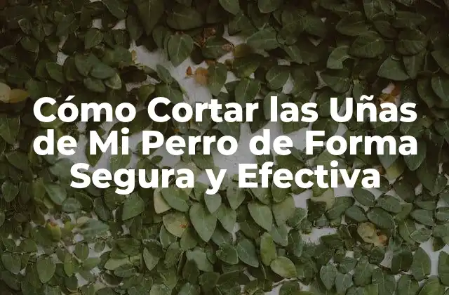 Cómo Cortar las Uñas de Mi Perro de Forma Segura y Efectiva