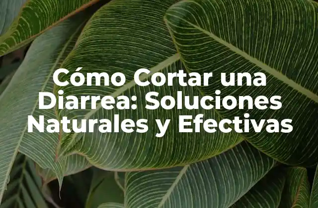 Cómo Cortar una Diarrea: Soluciones Naturales y Efectivas