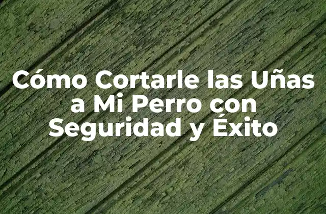Cómo Cortarle las Uñas a Mi Perro con Seguridad y Éxito