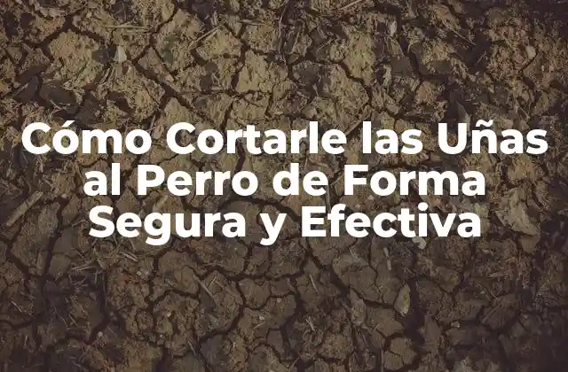 Cómo Cortarle las Uñas Al Perro de Forma Segura y Efectiva