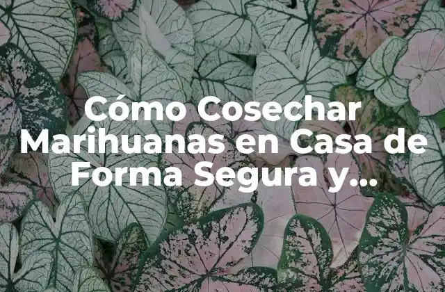 Cómo Cosechar Marihuanas en Casa de Forma Segura y Eficiente