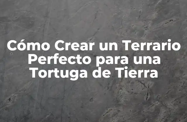 Cómo Crear un Terrario Perfecto para una Tortuga de Tierra