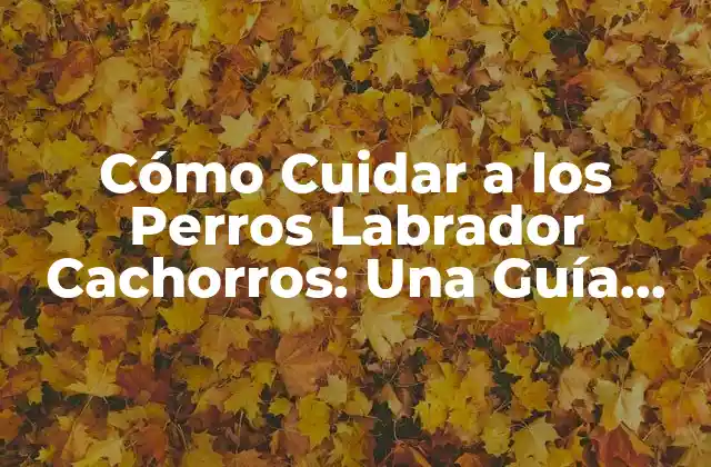 Cómo Cuidar a los Perros Labrador Cachorros: una Guía Completa